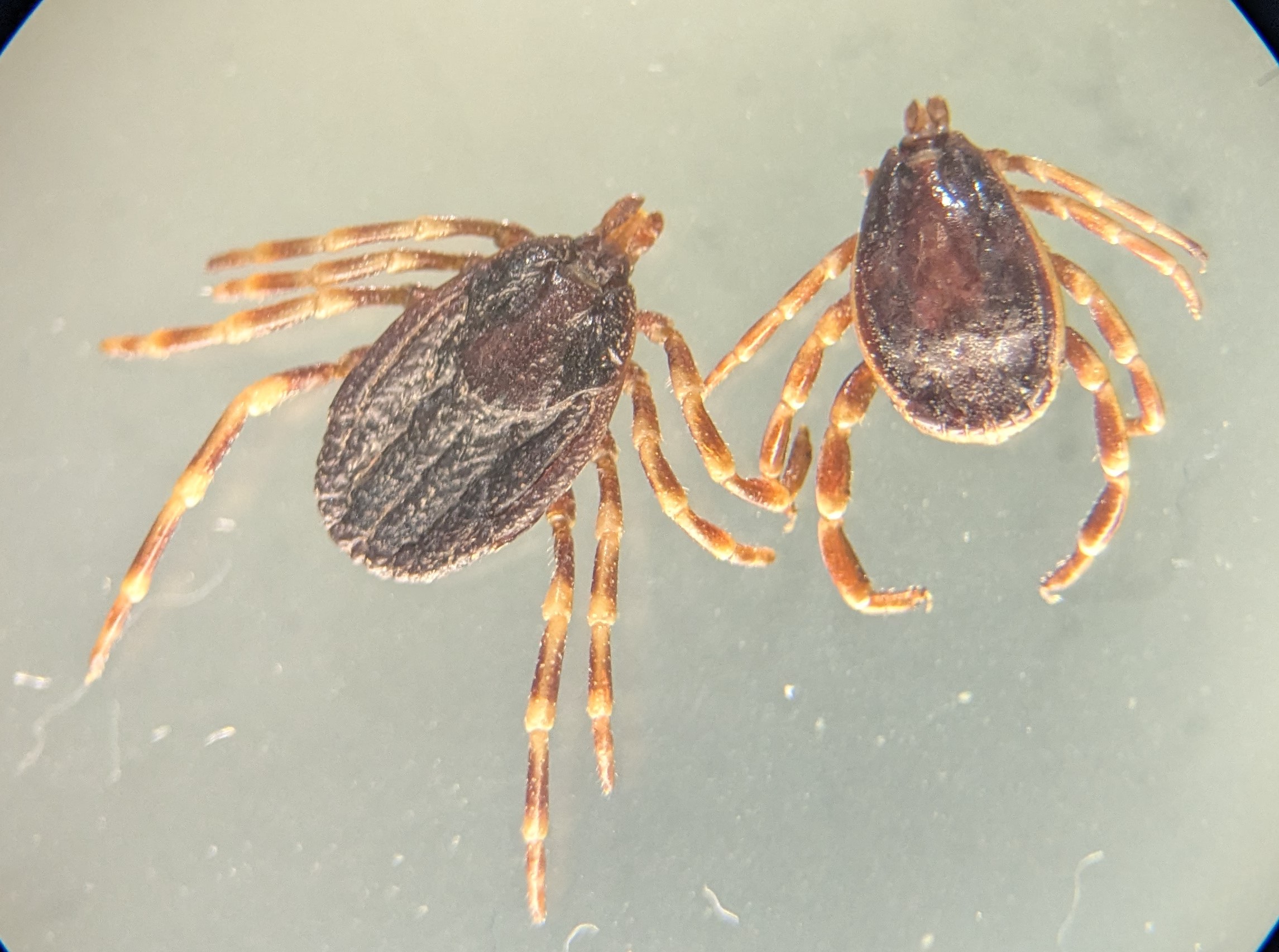 Närbild av två fästingar med bruna kroppar och långa ben