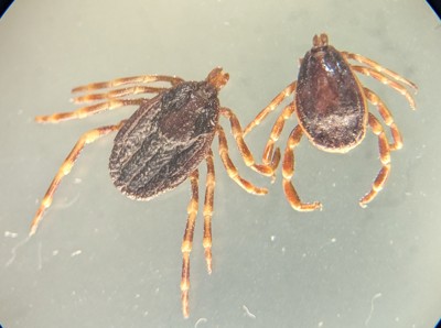 Närbild av två fästingar med bruna kroppar och långa ben