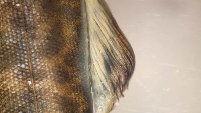 Närbild av laxunge som är kraftigt infekterad med G. Salaris. Dessa ses som små vita "mas-kar" på fiskens hud och ryggfena. 