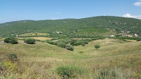 Vackra betesmarker på Sardinien.