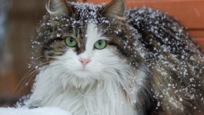 A cat with some snow in its fur.