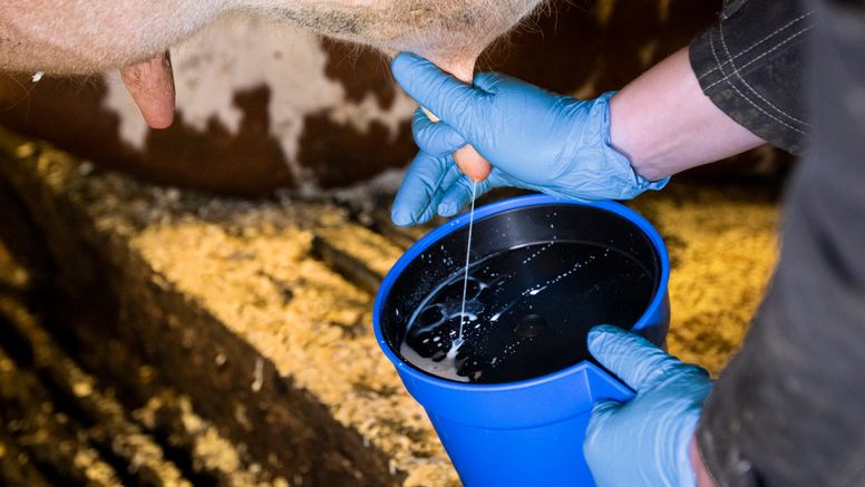 Veterinär undersöker mjölk i kontrollkärl.