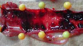 Bild 2, Uppklippt luftstrupe från tamhöna med infektiös laryngotrakeit (ILT). I luftstrupen ses blod på slemhinnan.