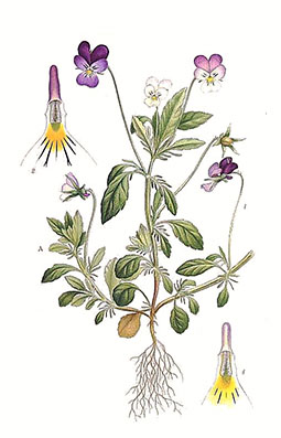 Illustration av styvmorsviols olika växtdelar.