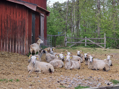 Grupp med får i hage