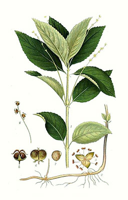 Illustration av skogsbingels olika växtdelar