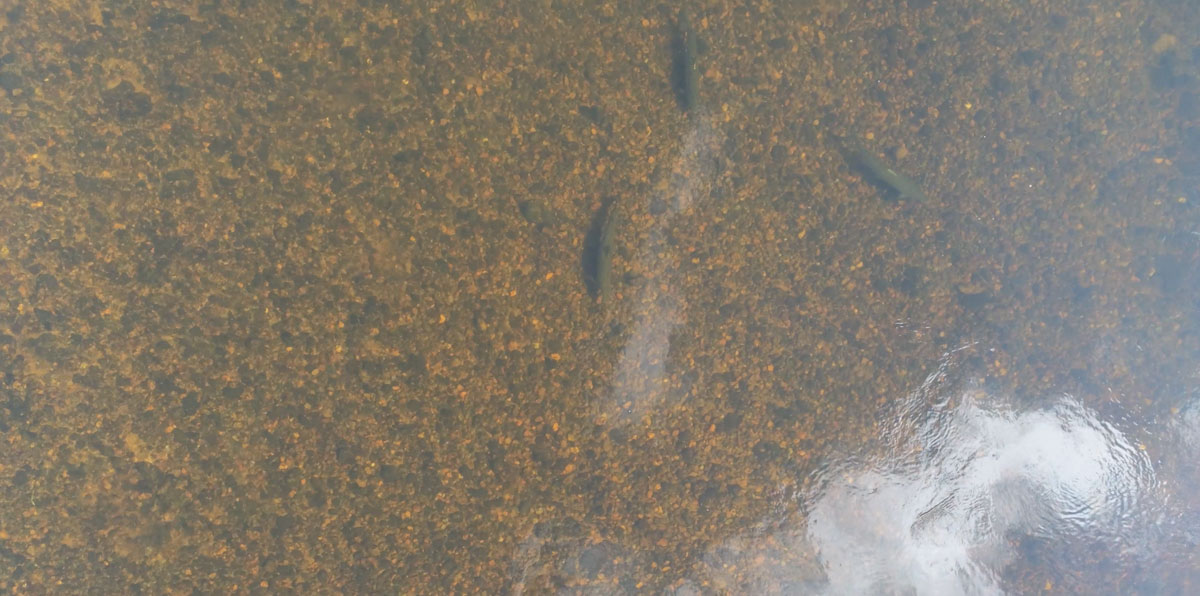 Three salmon in a stream channel in a river.