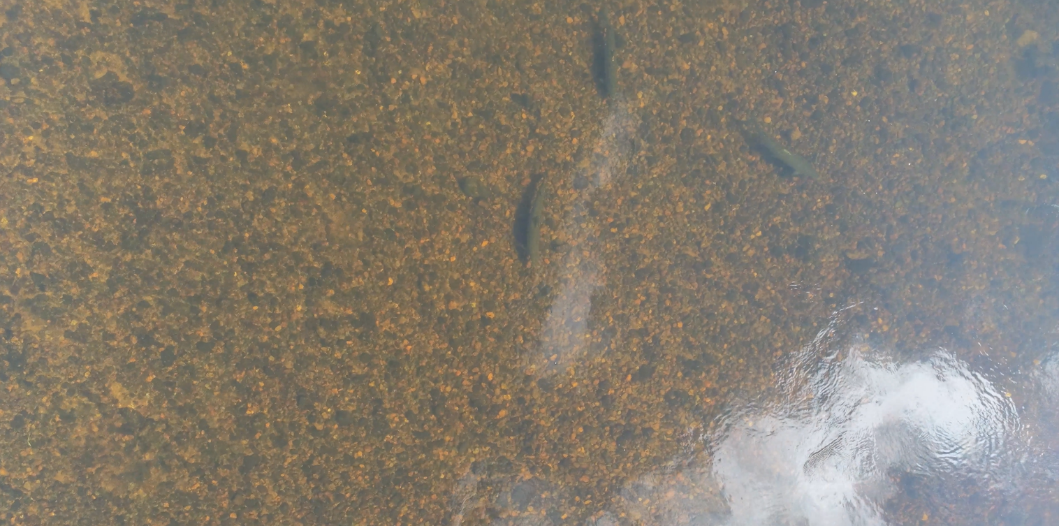 Three salmon in a stream channel in a river.