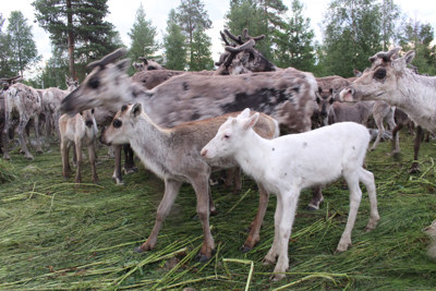 Renar med kalvar vid märkning