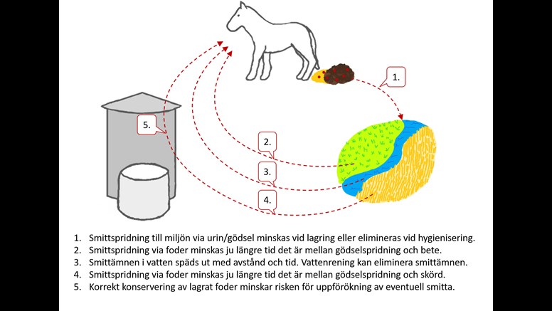 Illustration av hur smittor kan föras från gödsel till djur via miljö och foder.