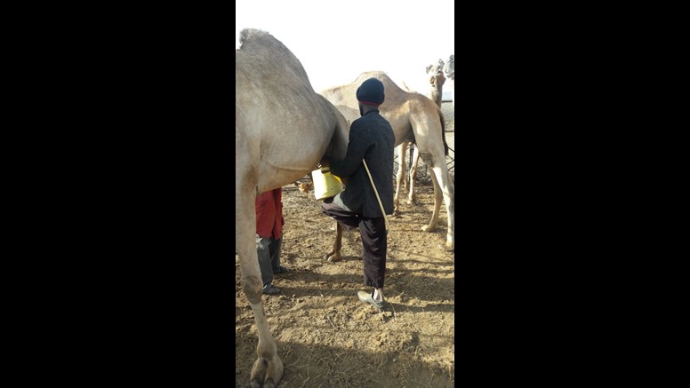 En man mjölkar en kamel