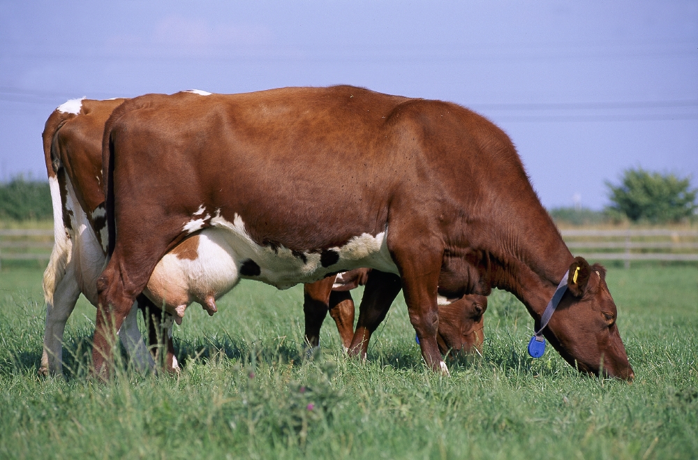 Cows grazing.
