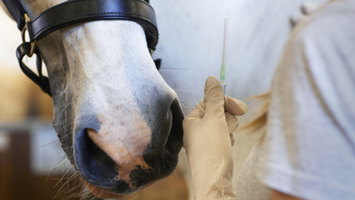 En veterinär med en vaccinspruta i handen och en vit häst.