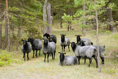 Får