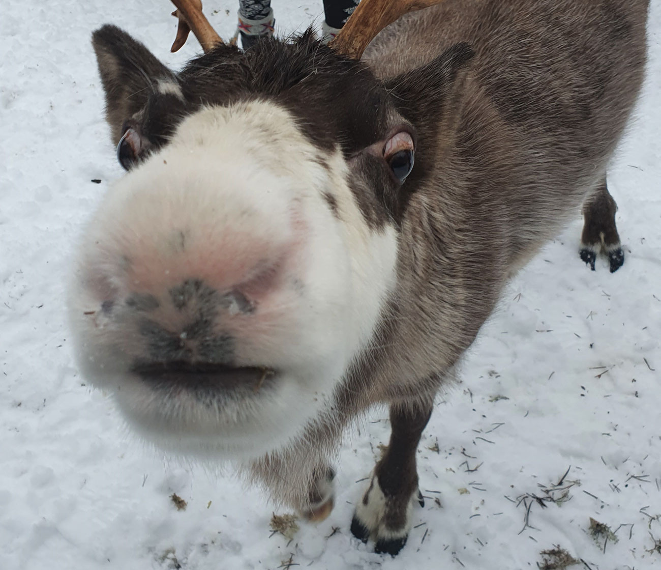 Renmule