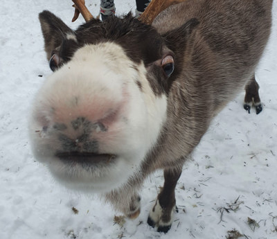 Renmule