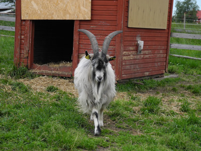 En grå get går mot kameran, med ett rött litet hus i bakgrunden.