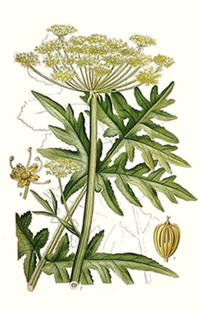 Illustration av björnlokans olika växtdelar. 