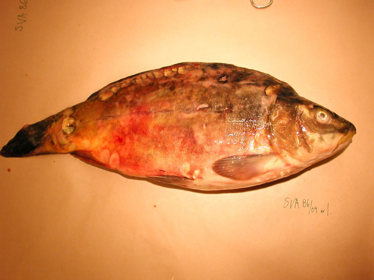 Foto av sjuk, mörkfärgad karp med utstående ögon.