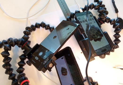 Mobilkameror på stativ avbildar fästingar.