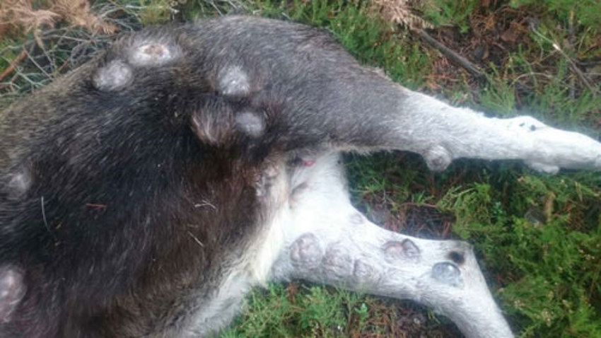 Bakre delen av en älg som ligger på marken. Älgen har fibrom.