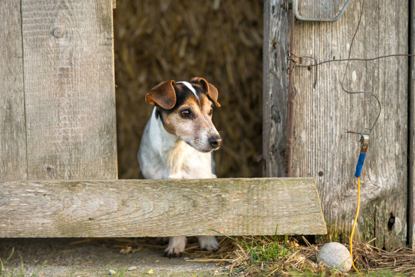 Dog looking out of a barn.