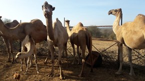 Glada kameler.