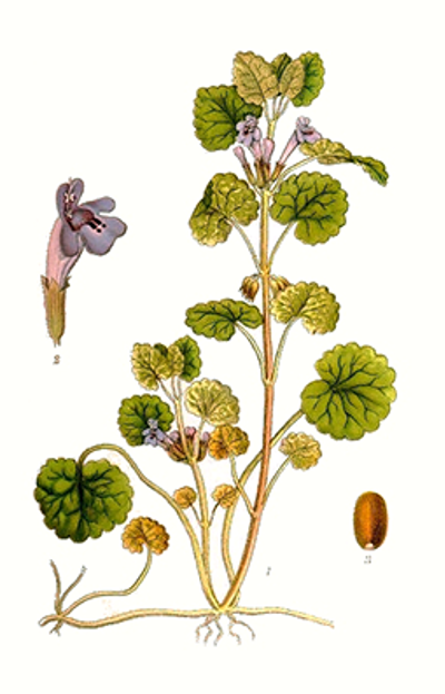 Illustration av jordrevas olika växtdelar.