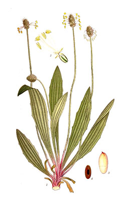 Illustration av svartkämpars olika växtdelar.
