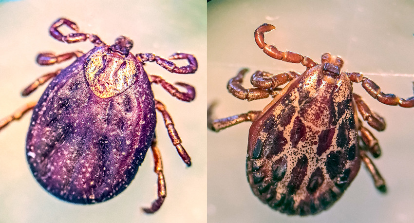 Fästingen Dermacentor marginatus-hona och hane