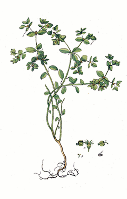 Illustration av rävtörels olika växtdelar.