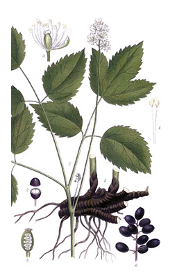 Illustration av trolldruvas olika växtdelar.