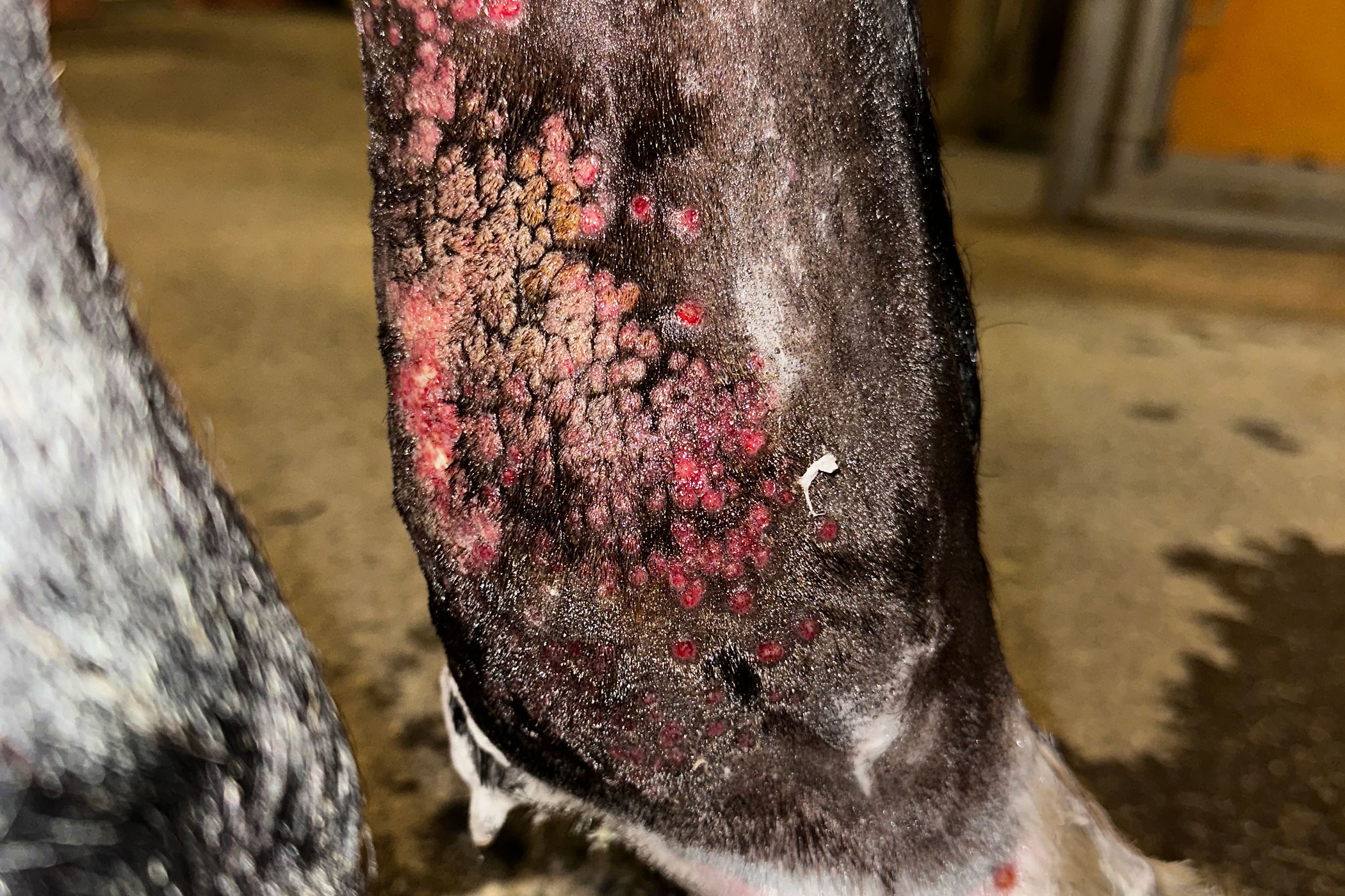 En hästs ben med blåsor och sår i huden.