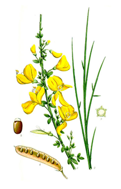 Illustration av harginsts olika växtdelar.